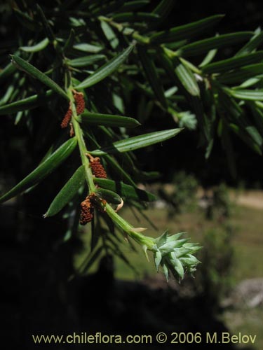 Bild von Saxegothaea conspicua (Mañío hembra / Mañío de hojas cortas). Klicken Sie, um den Ausschnitt zu vergrössern.